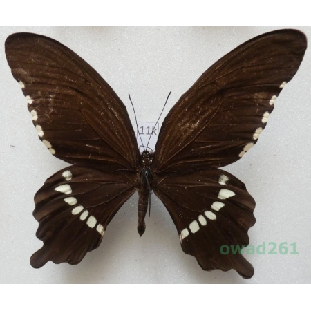 Papilio polytes Linnaeus, 1758 male Malysia 81mm11k
